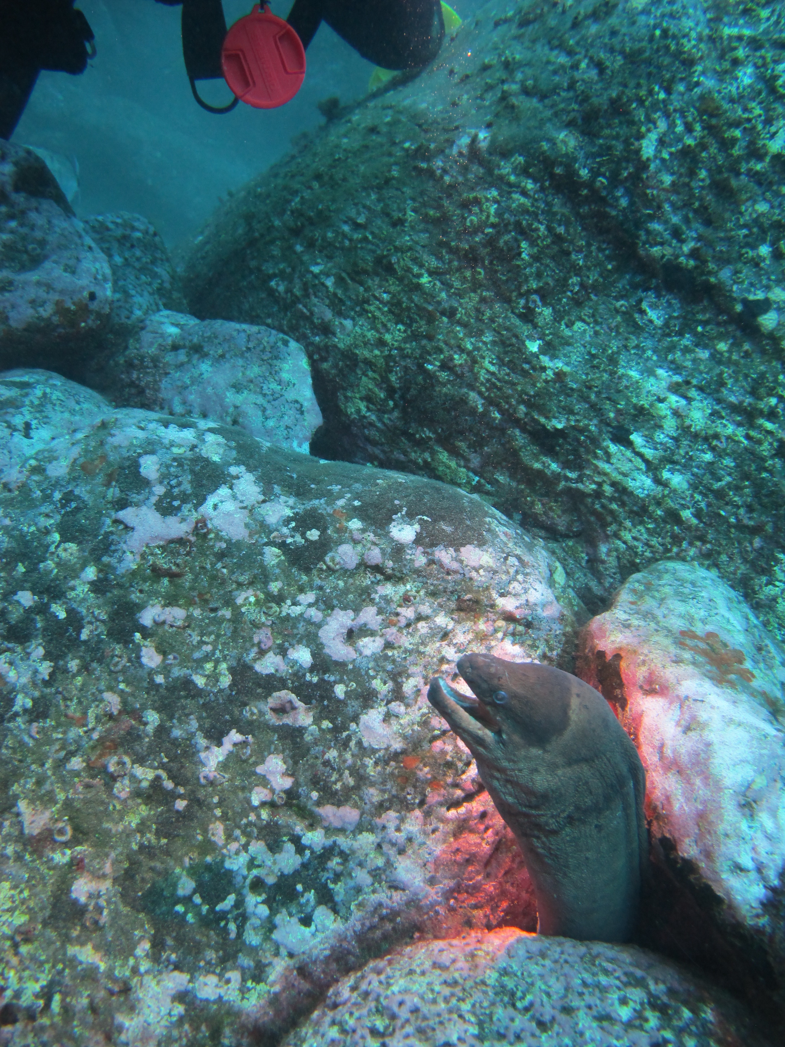 Dein Fisch